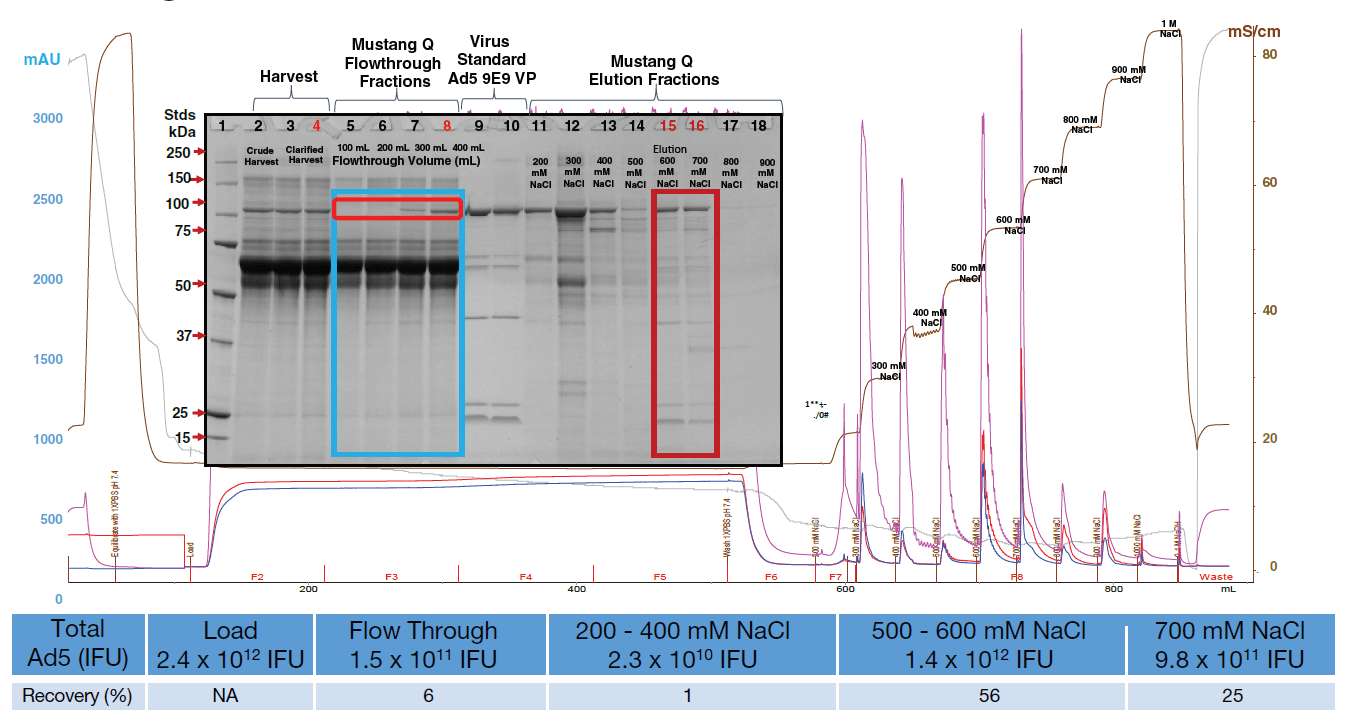 Chromatography profile for development scale run using Mustang Q membrane in bind/elute mode
