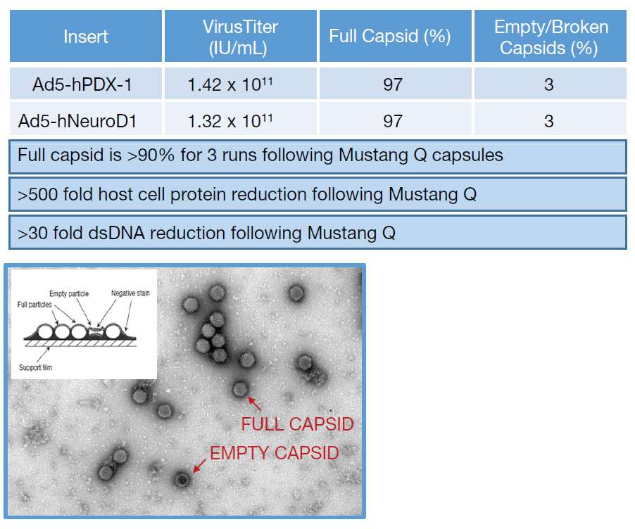 Purification of Ad5 by Mustang Q membrane providing impurities clearance