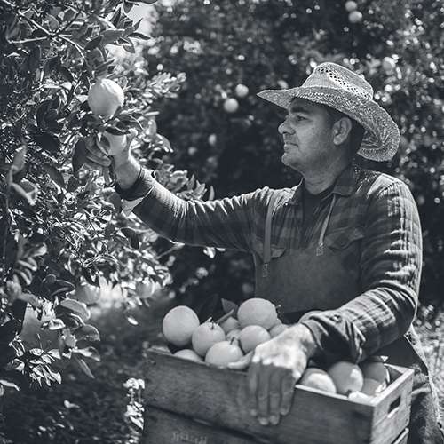 Farmer with wooden basket and pruning shears picking fresh oranges in orchard during harvest period 