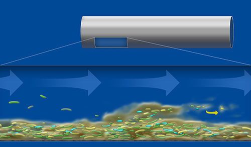 Biofilm Formation