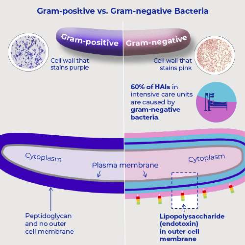 gram positive vs gram negative bacteria endotoxin