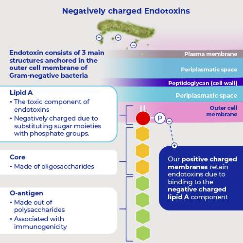 negatively charged endotoxins