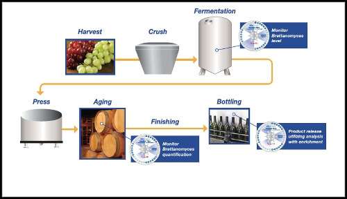 Wine spoilage yeast - traditional detection process flow diagram